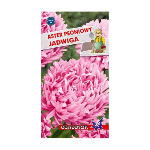 Aster peoniowy Jadwiga 1g  / O /