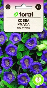 Kobea pnąca fioletowa 6 szt.  / T /