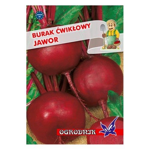 Burak kulisty Jawor 10g  / O /
