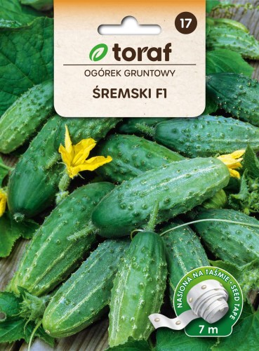 Ogórek gruntowy ŚREMSKI  F1 taśma 7m / T /