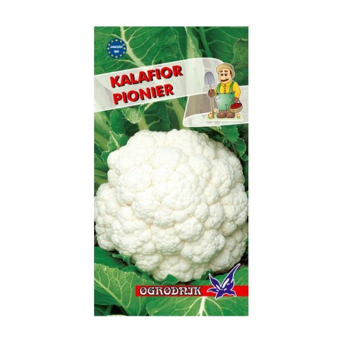 Kalafior Pionier 1g  / O /