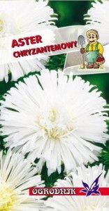 Aster chryzantemowy biały 1g  / O /