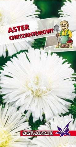 Aster chryzantemowy biały 1g  / O /