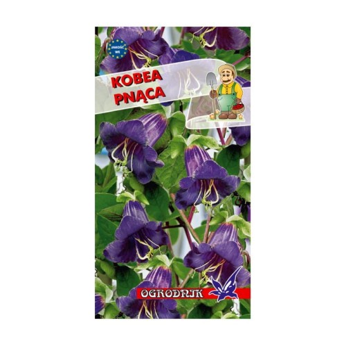 Kobea pnąca fioletowa 6-8 ziaren  / O /