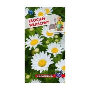 Złocień właściwy biały  1g / O /