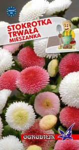 Stokrotka trwała mieszanka 0,2g  / O /