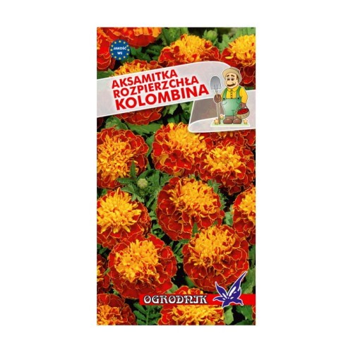 Aksamitka rozpierzchła Kolombina 1g  / O /