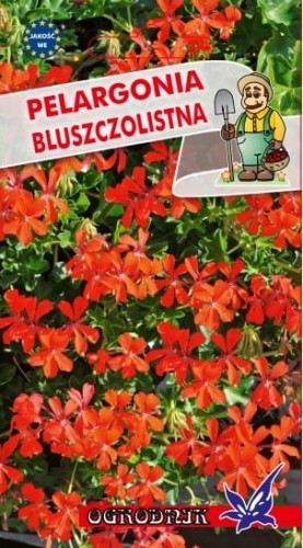 Pelargonia bluszczolistna czerwona 5 nas.  / O /