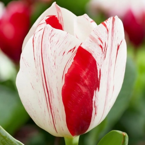Tulipan Triumph One Direction cebule cebulki 5 szt