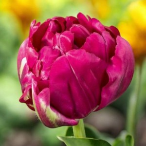 Tulipan pełny Royal Acres cebule cebulki 5 szt.