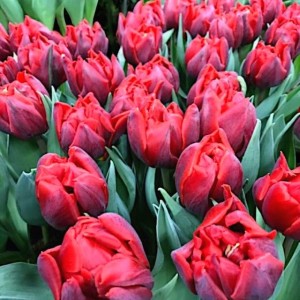 Tulipan pełny Magic Carpet cebule cebulki 5 szt.