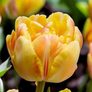 Tulipan pełny Granny Award cebule cebulki 5 szt.