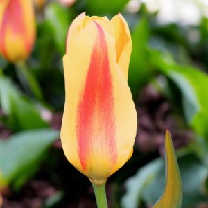 Tulipan Fostera Easter Parade cebule cebulki 5 szt