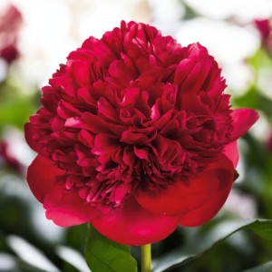 Paeonia Piwonia chińska sadzonka Red Charm 1 szt.