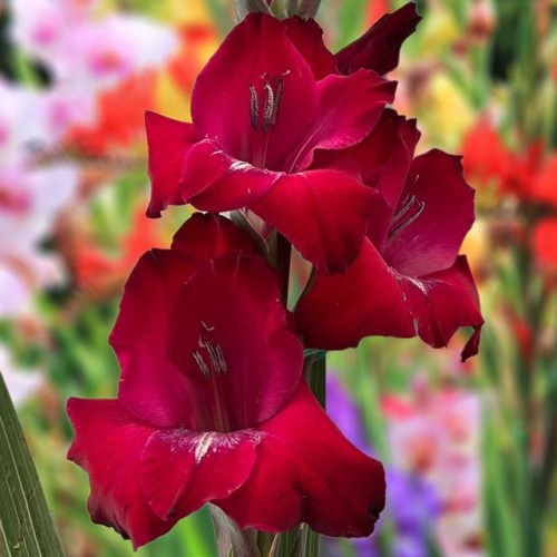 Gladiolus Mieczyk Bizet XXL 5 szt. 16/18