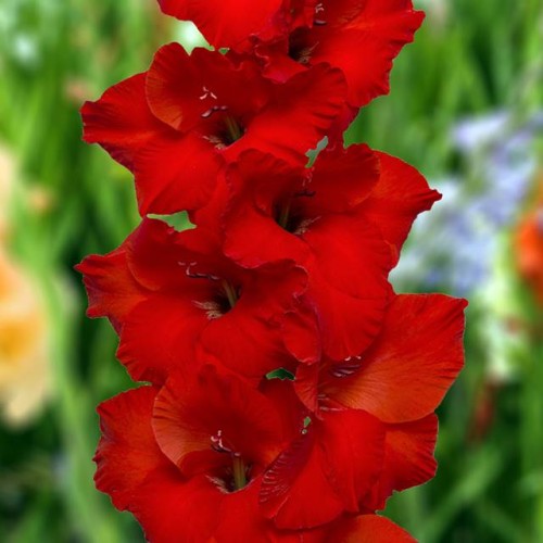 Gladiolus Mieczyk Costello 5 szt.