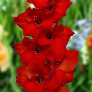 Gladiolus Mieczyk Costello XXL 5 szt. 16/18