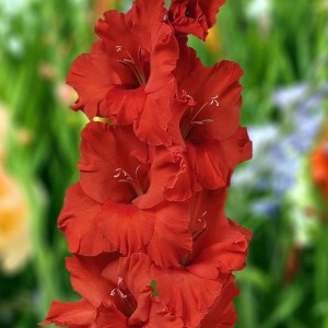 Gladiolus Mieczyk Demarrage 5 szt. 12/14