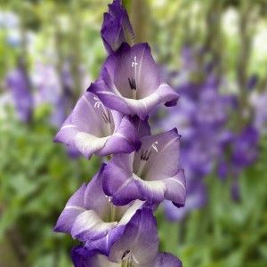 Gladiolus Mieczyk Blue Storm XXL 5 szt. 14/16