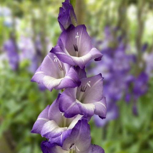 Gladiolus Mieczyk Blue Storm XXL 5 szt. 16/18