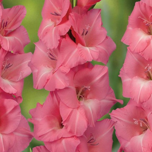 Gladiolus Mieczyk cebule cebulki Julio 5 szt.16/18