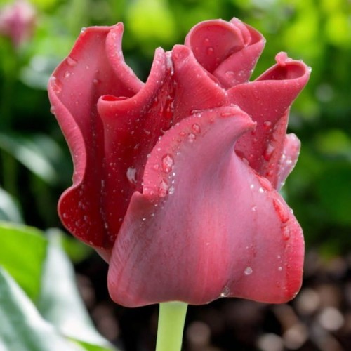 Tulipan Triumph Red Dress 5 szt.