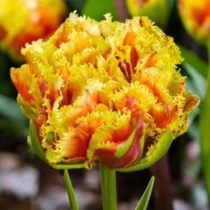 Tulipan strzępiasty pełny Gold Dust 5 szt. 11/12
