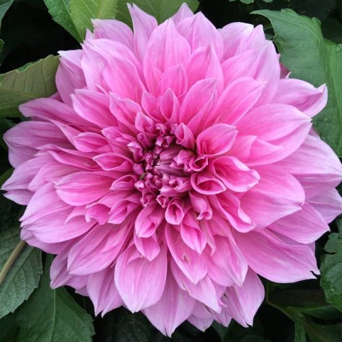 Dalia talerzowa Lavender Perfection rozm. II 1 szt