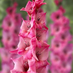 Gladiolus Mieczyk cebulki Bartok 5 szt. 10/12