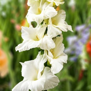 Gladiolus Mieczyk cebulki Serena XXL 5 szt. 18/+