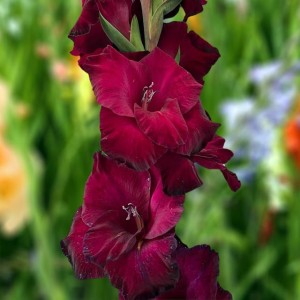 Gladiolus Mieczyk Mahler XXL 16/18 5 szt.