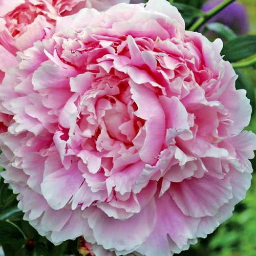 Piwonia chińska Shirley Temple 1 szt. 3-5 oczek