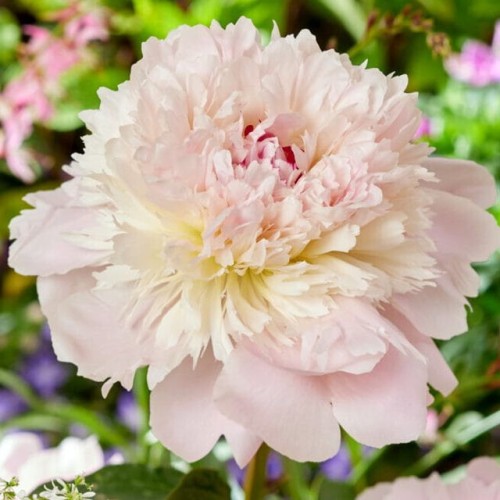 Paeonia Piwonia chińska Alertie 1 szt. 3-5 oczek