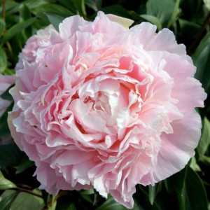 Piwonia chińska Chiffon Parfait 1 szt. 3-5 oczek