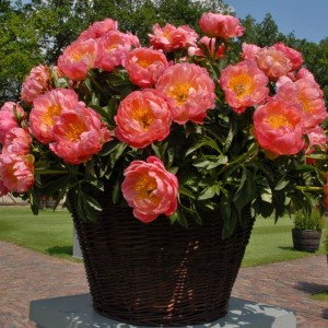 Piwonia chińska Coral Charm 1 szt.