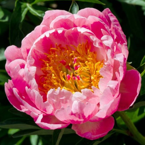 Piwonia chińska Coral Supreme 1 szt. 3-5 oczek