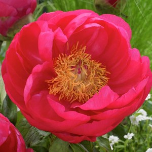 Paeonia Piwonia chińska Cytherea 1 szt. 3-5 oczek