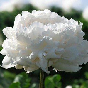 Paeonia Piwonia chińska Iceberg 1 szt. 3-5 oczek