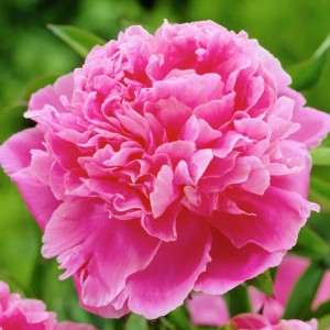 Paeonia Piwonia chińska Jacorma 1 szt. 3-5 oczek