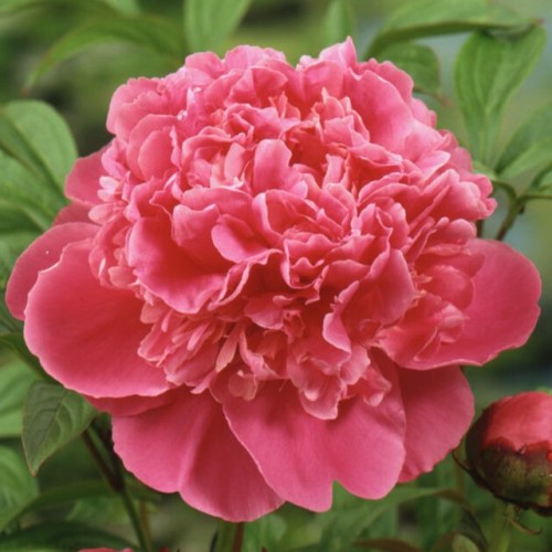 Piwonia chińska Pink Panther 1 szt. 3-5 oczek