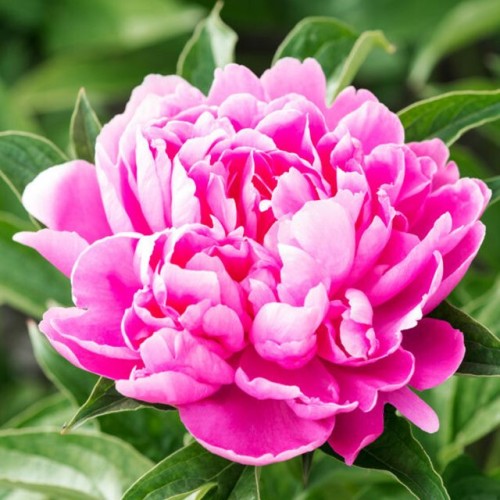 Piwonia chińska Princess Margaret 1 szt. 3-5 oczek
