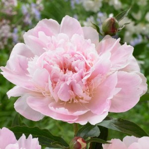 Paeonia Piwonia chińska Pecher 1 szt. 3-5 oczek