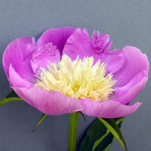 Paeonia Piwonia chińska Wladyslawa 1 szt.3-5 oczek