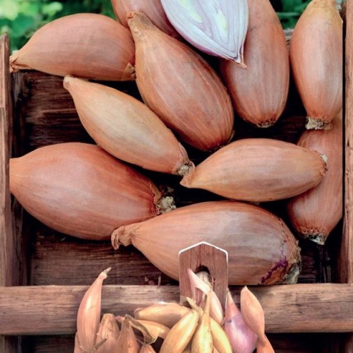 Cebula dymka Szalotka Zebrune 10 kg