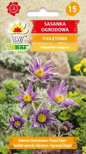 Sasanka ogrodowa fioletowa nasiona  0,2g  / T /