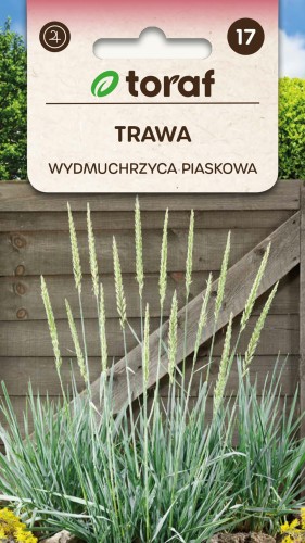 Trawa Wydmuchrzyca piaskowa nasiona 10 szt.  / T /