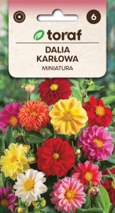 Dalia karłowa miniatura mix nasiona 0,5g  / T /