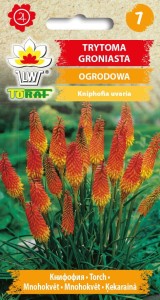 Trytoma groniasta nasiona 0,5g  / T /