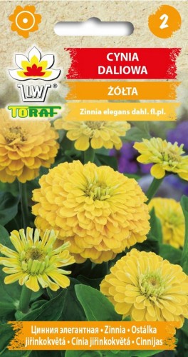 Cynia daliowa żółta nasiona 1g  / T /
