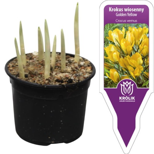 Krokus żółty w doniczce Golden Yellow 7 cebulek